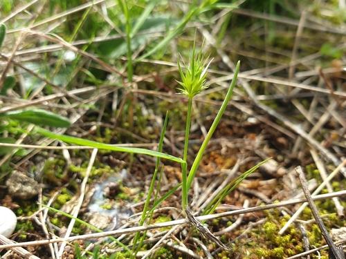 Hedgehog Grass (Echinaria capitata)