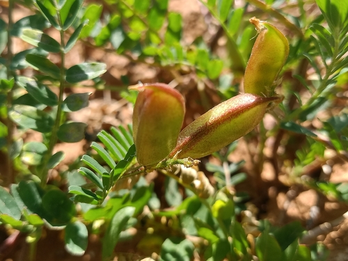 Yellow Milkvetch