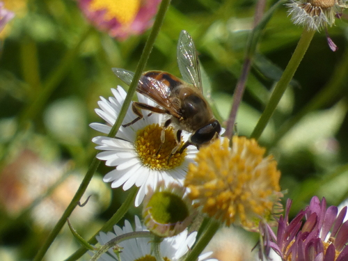 Unknown species found near Independence and Jackson, San Jose, CA 95133, USA