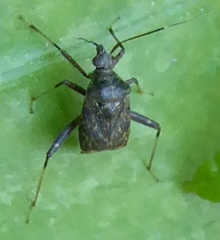 Proboscidocoris
