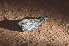 Hydropsalis torquata