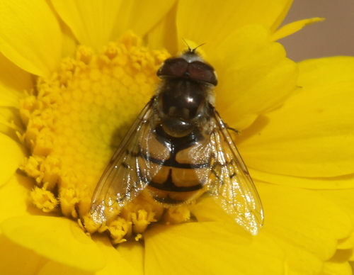 Unknown species found near Cottonwood, AZ, USA