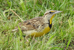 Chihuahuan Meadowlark photo 2