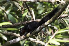 Callosciurus prevostii pluto