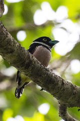 Eurylaimus ochromalus