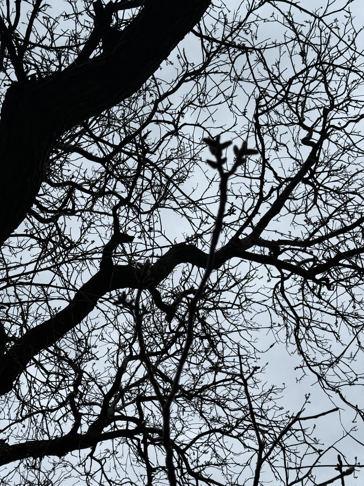 Persian Walnut (Juglans regia)