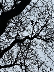 Le Noyer Commun (Juglans regia)