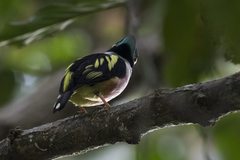 Eurylaimus ochromalus