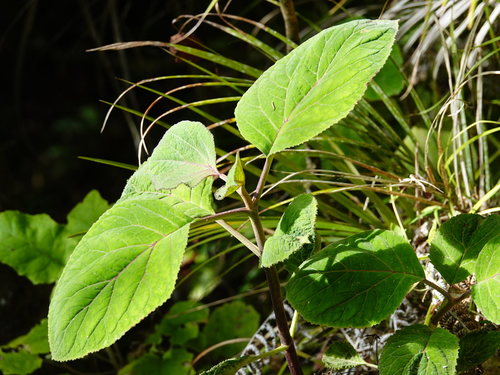 Bartlettina sordida
