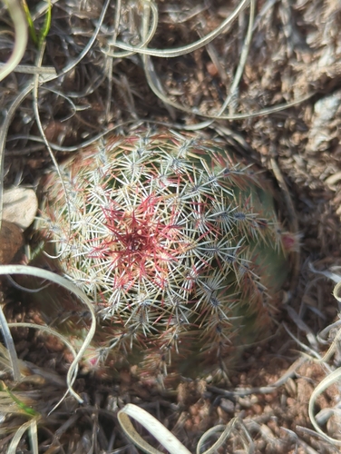 Green-flower Hedgehog Cactus (Echinocereus viridiflorus)