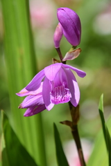 Bletilla striata