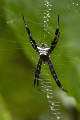 Argiope doleschalli