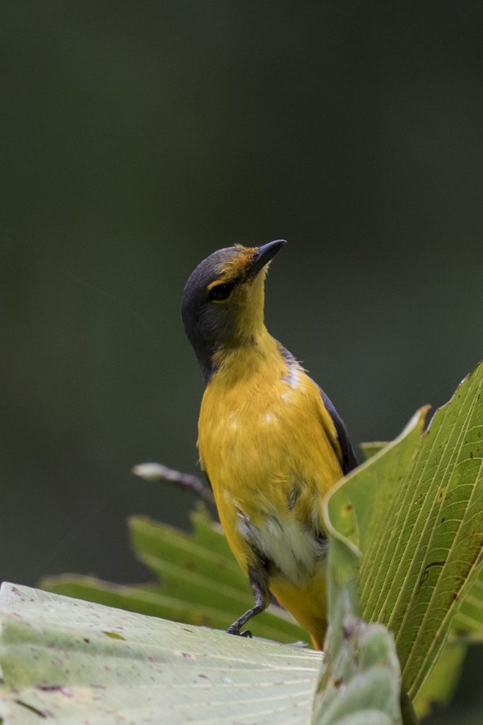 Fiery Minivet