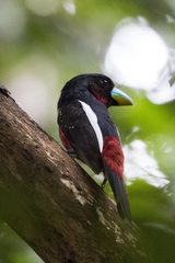 Cymbirhynchus macrorhynchos