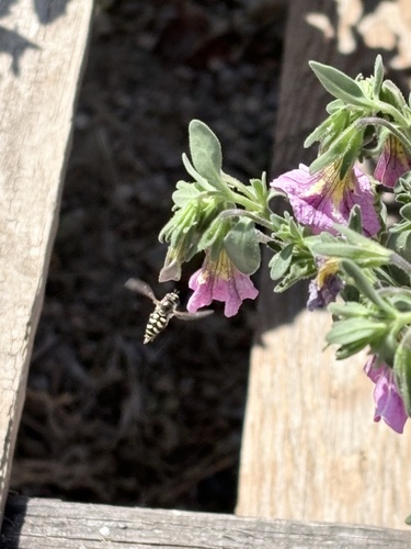 Unknown species found near SH-288 Loop S, Denton, TX, US
