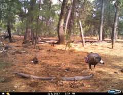 Meleagris gallopavo mexicana