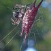 Gasteracantha mengei - Photo (c) hokoonwong, some rights reserved (CC BY-NC), uploaded by hokoonwong