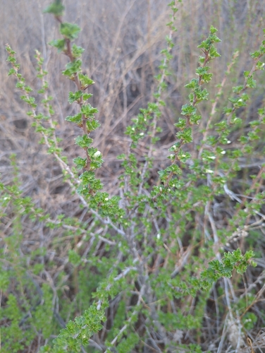 Trumpet gooseberry (Ribes leptanthum)