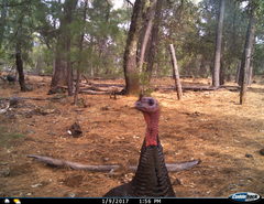 Meleagris gallopavo mexicana