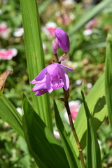 Bletilla striata