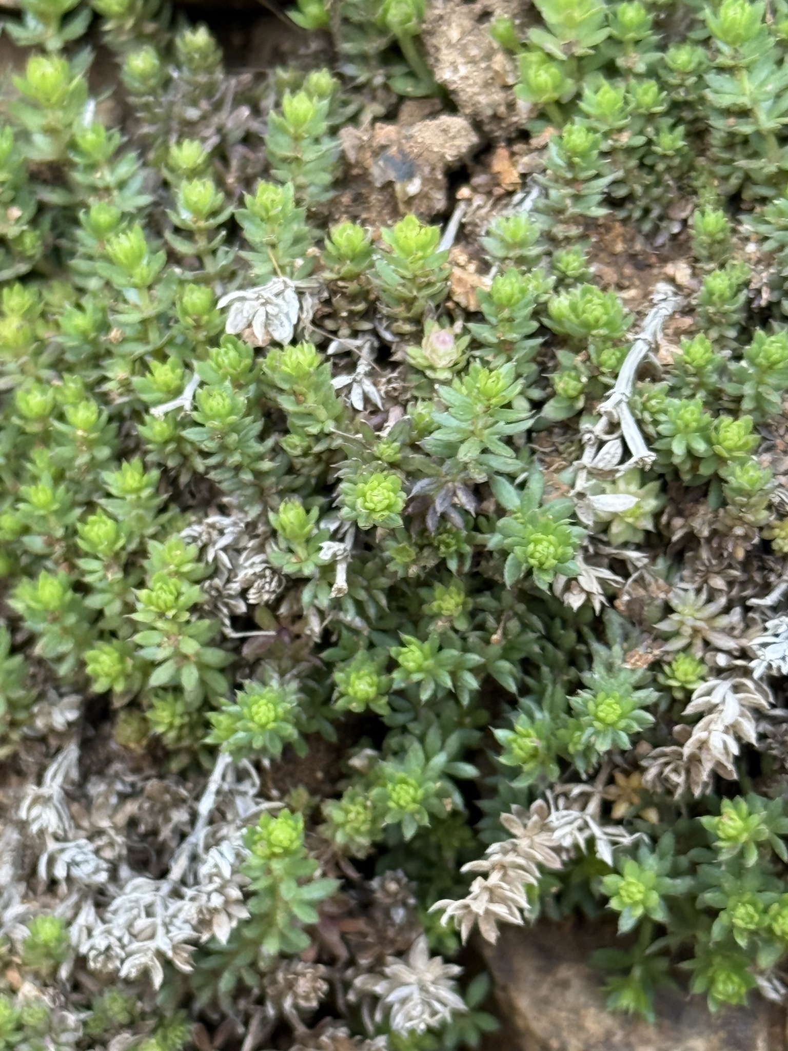 Galium acuminatum