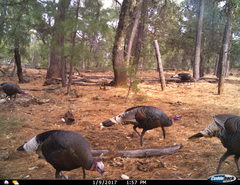 Meleagris gallopavo mexicana