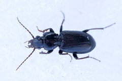 Pterostichus caudicalis