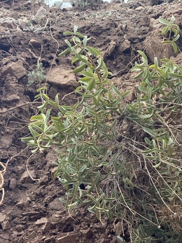False peas (Adenocarpus anagyrifolius)
