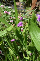 Bletilla striata
