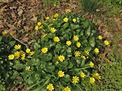 Ficaria verna ficariiformis