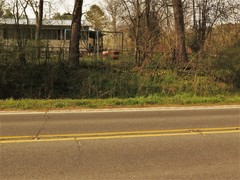 Ficaria verna ficariiformis