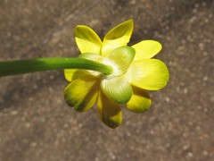 Ficaria verna ficariiformis