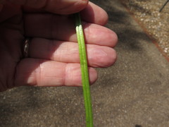 Ficaria verna ficariiformis