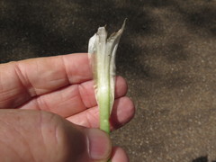 Ficaria verna ficariiformis