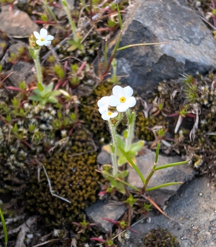 Pacific popcornflower (Plagiobothrys tenellus)