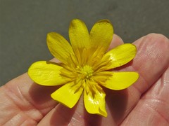 Ficaria verna ficariiformis
