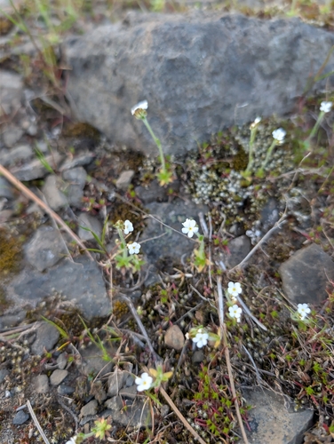Plagiobothrys tenellus, photograph 3