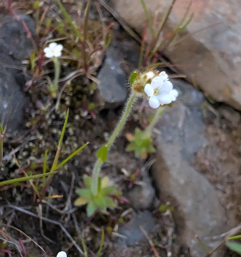 Plagiobothrys tenellus, photograph 4