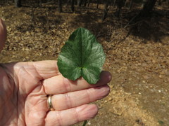 Ficaria verna ficariiformis