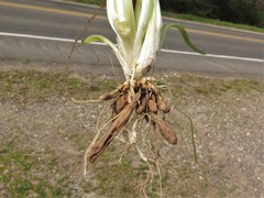 Ficaria verna ficariiformis