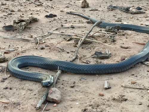 Blue-bellied Black Snake sighting