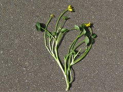 Ficaria verna ficariiformis