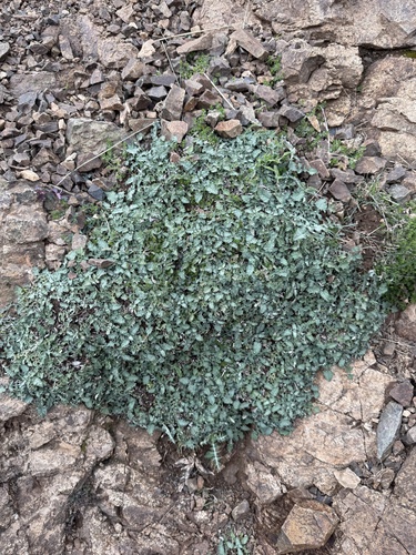 Dandelionleaf Sage (Salvia taraxacifolia)