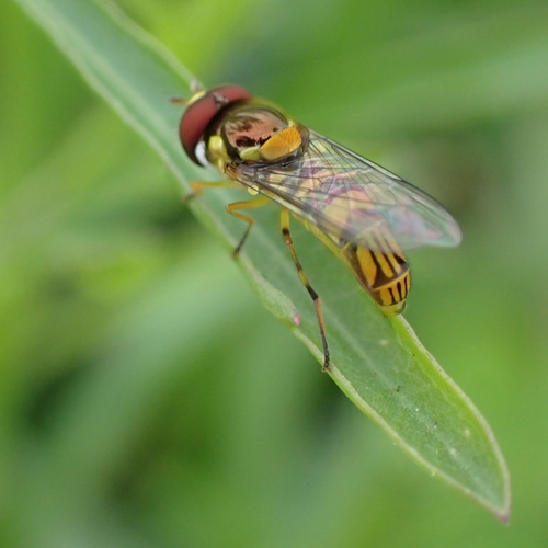 Unknown species found near St. Johns County, FL, USA