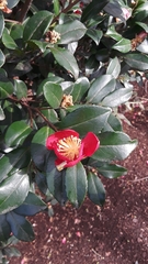 Camellia