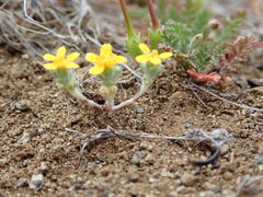 Eriophyllum multicaule