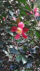 Camellia