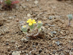 Eriophyllum multicaule