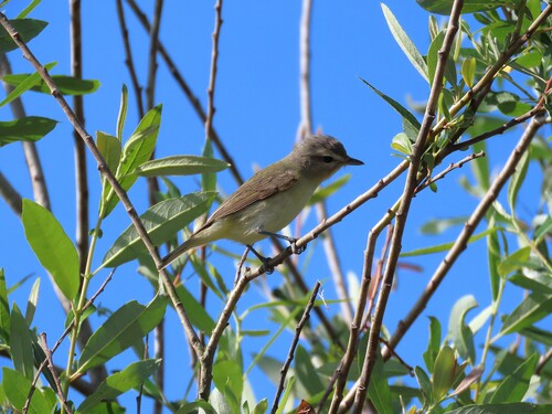 Warbling Vireo (Vireo gilvus), photo 2