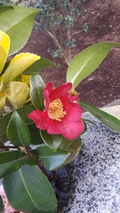 Camellia